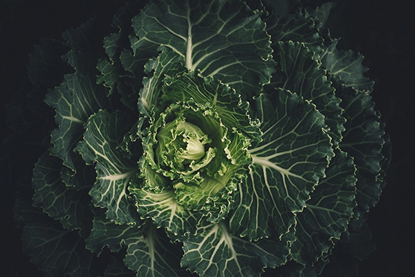 Le chou : tout savoir sur ce légume aux multiples variétés