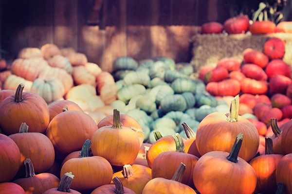 Courges : le monde merveilleux des légumes de l'automne