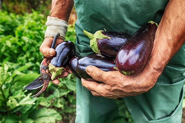 Idée reçue : l'aubergine est-elle vraiment une alliée minceur ?