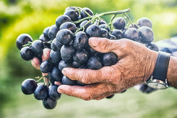 Raisin : des grappes qui méritent d'être cuisinées