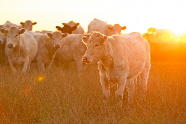 Tout savoir sur la viande de bœuf Charolaise