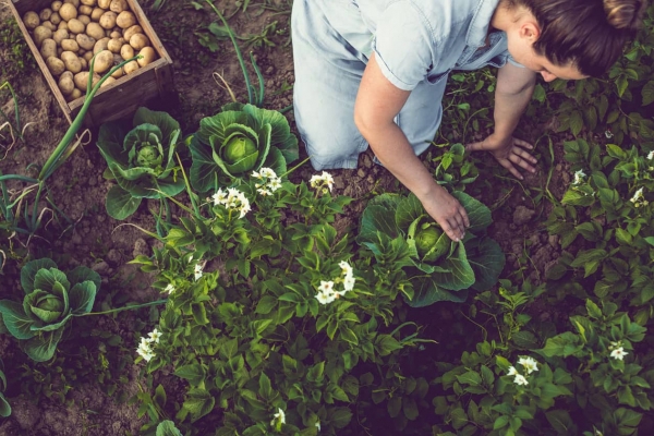 La notation environnementale des aliments