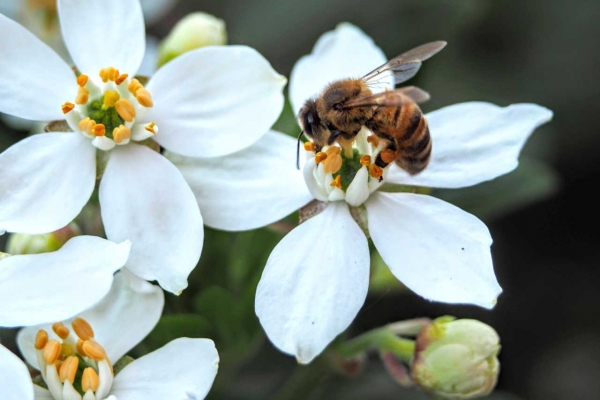 Célébrons la journée mondiale des abeilles !