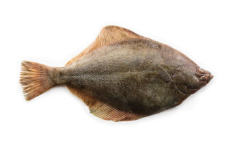 Flatfish