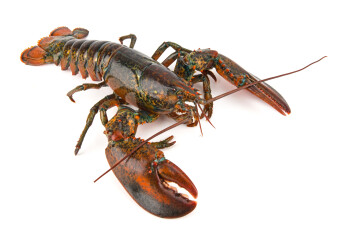 Oosterschelde lobster