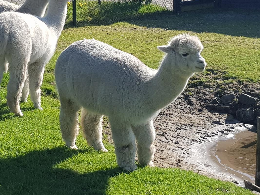 Vakantiehuis te koop Zeeland Schouwen-Duiveland 43.jpg