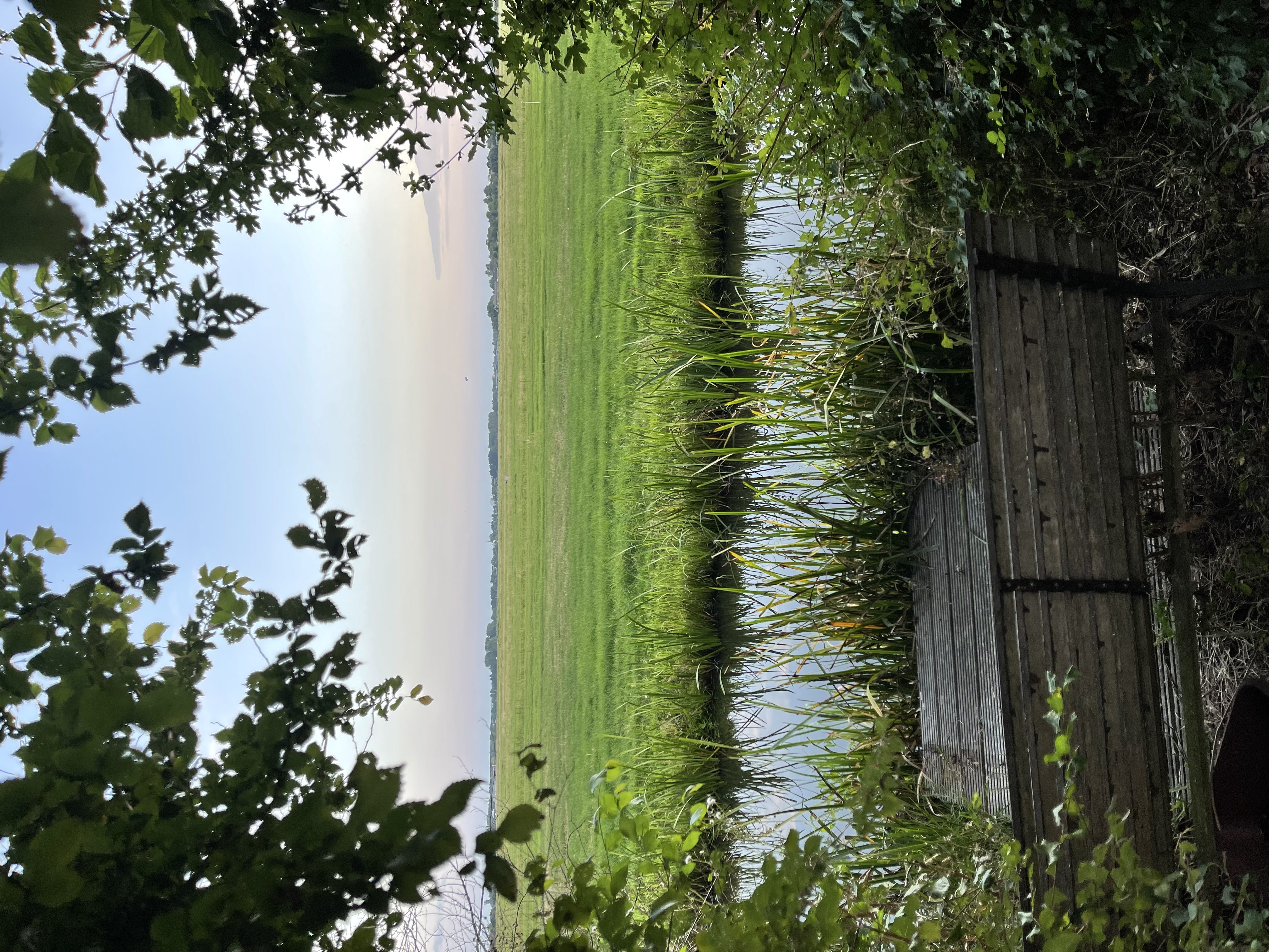 IMG_3761.jpeg