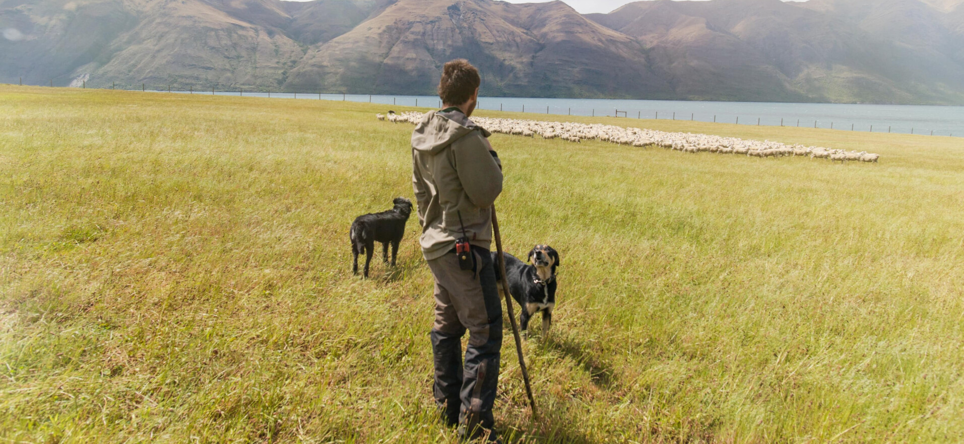 Lecker und gesund | Ziwi