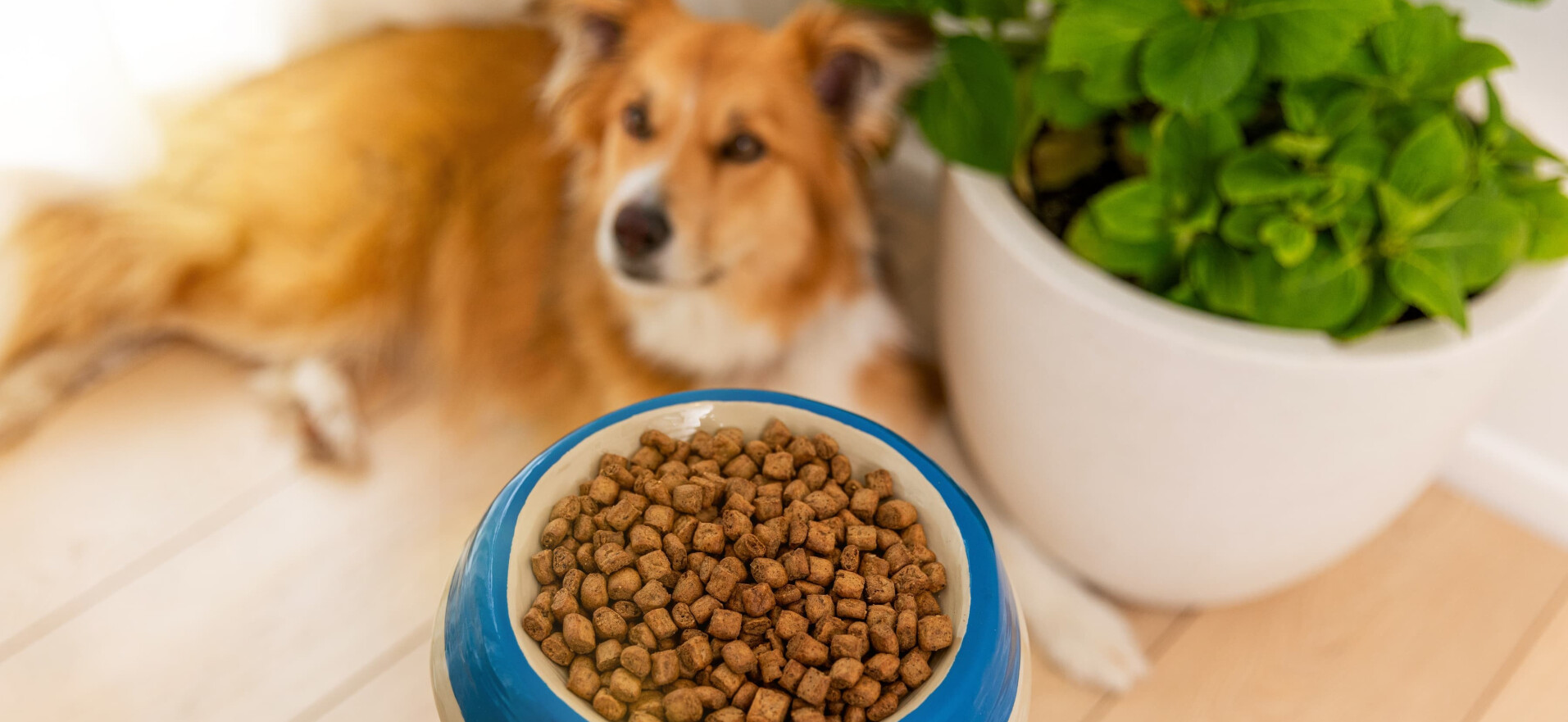 Technologie Z-MicroSteam™ | Ziwi