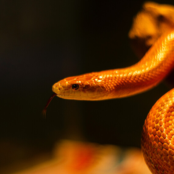 Niet alles is wat het lijkt