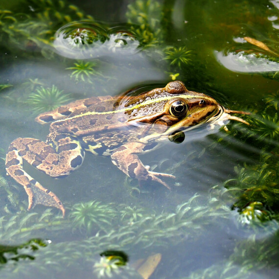 'Kikkers in de ketel'