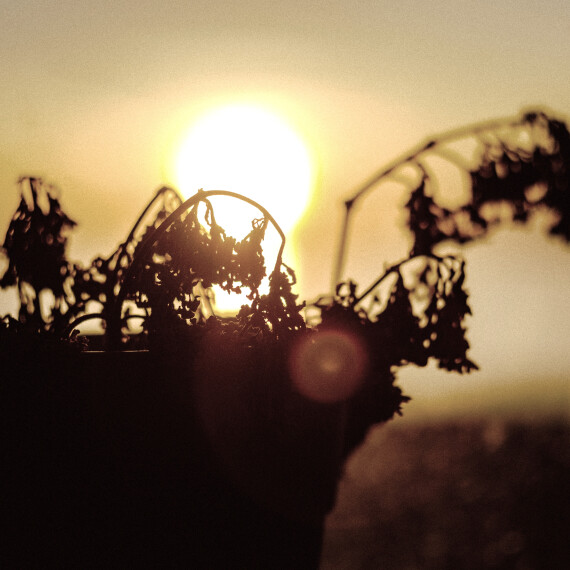 Euthanasie een natuurlijke dood?