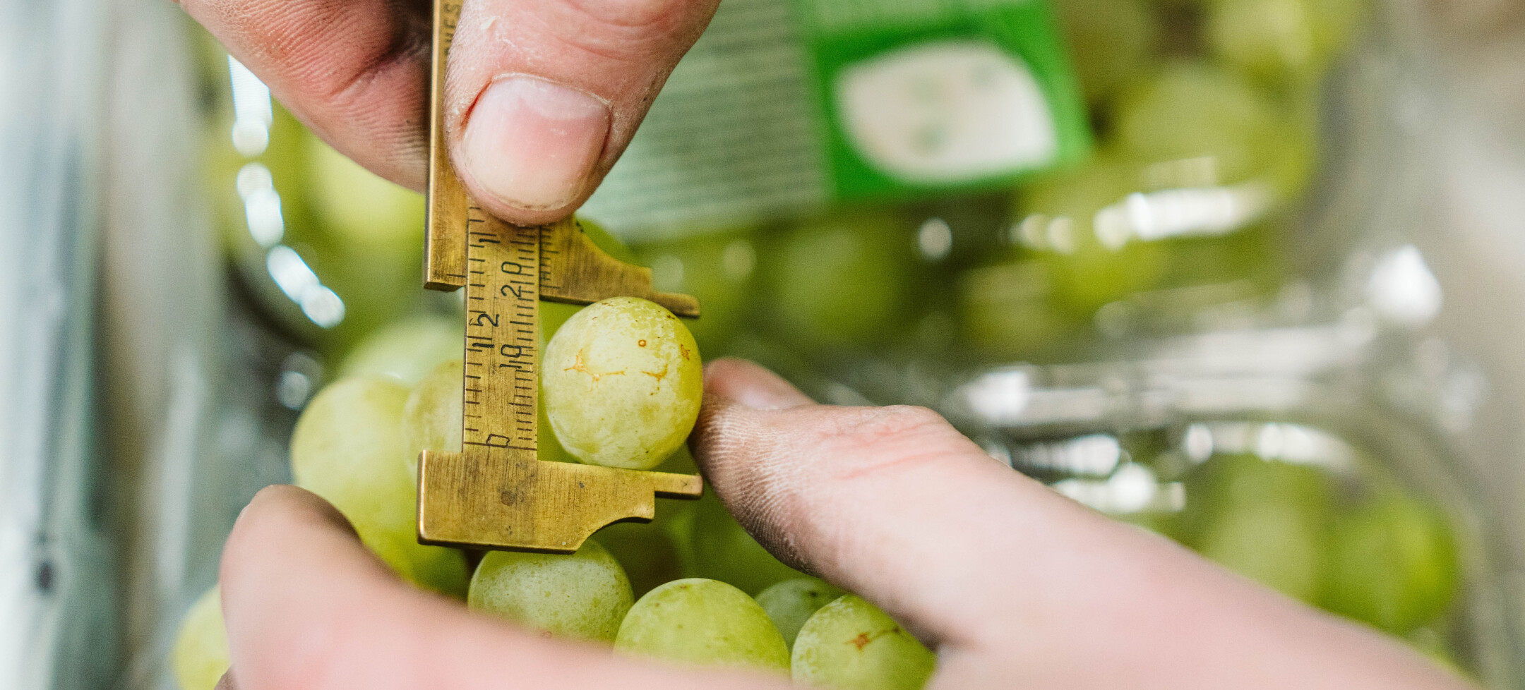 Empleado de Calidad de Frutas