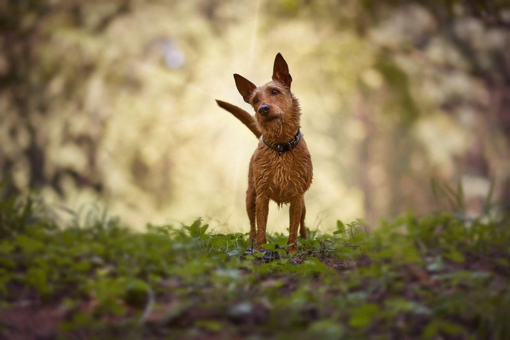 Oblíbené krmivo pro psy Brit Care s jehněčím Small Breed a Senior je zpět!