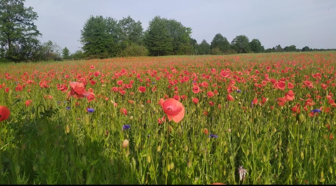 СМОЛЯК АНТОНІНА ВАСИЛІВНА