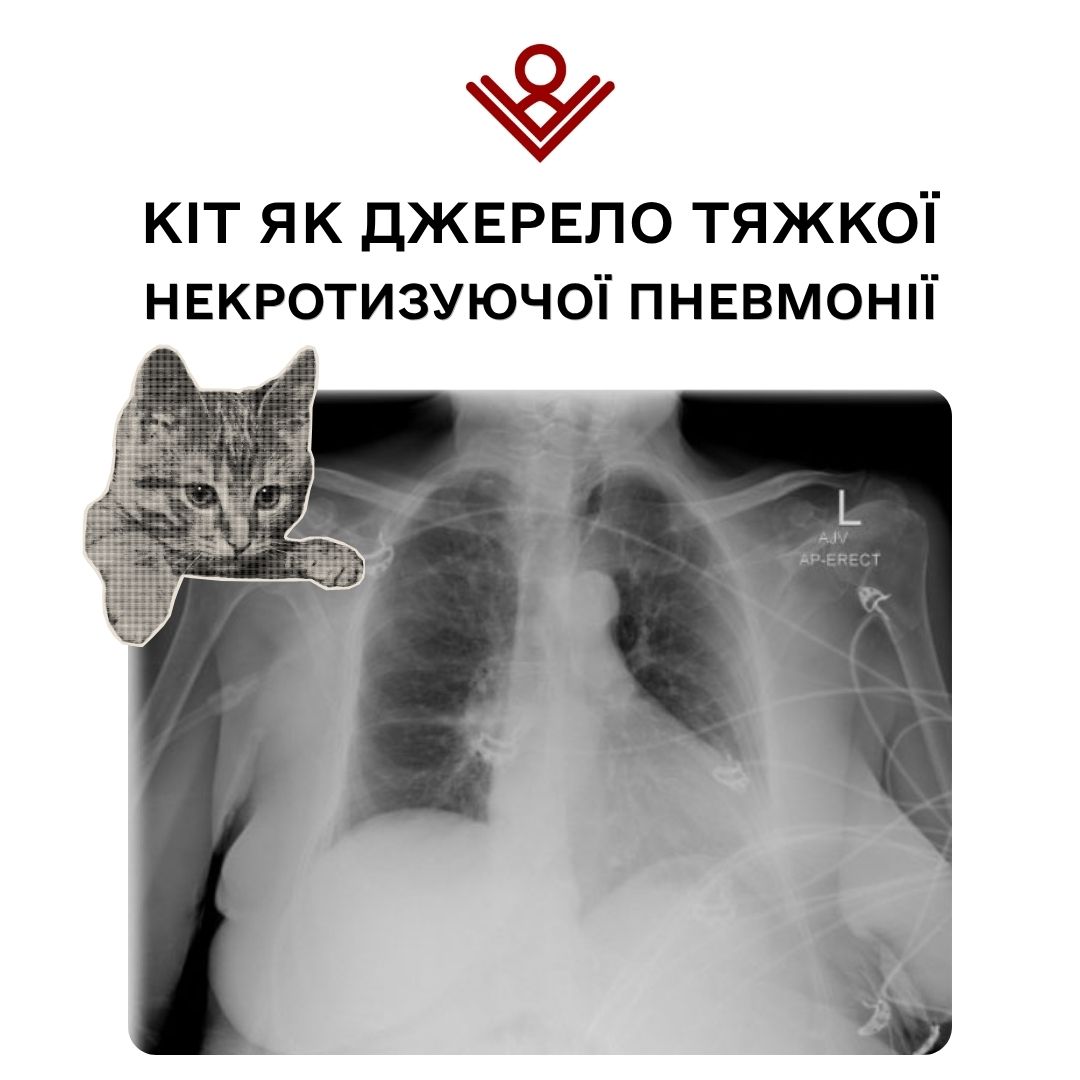 Кіт як джерело тяжкої некротизуючої пневмонії