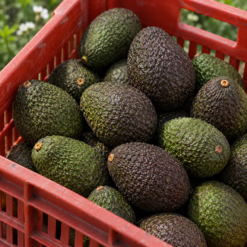 HASS Avocado