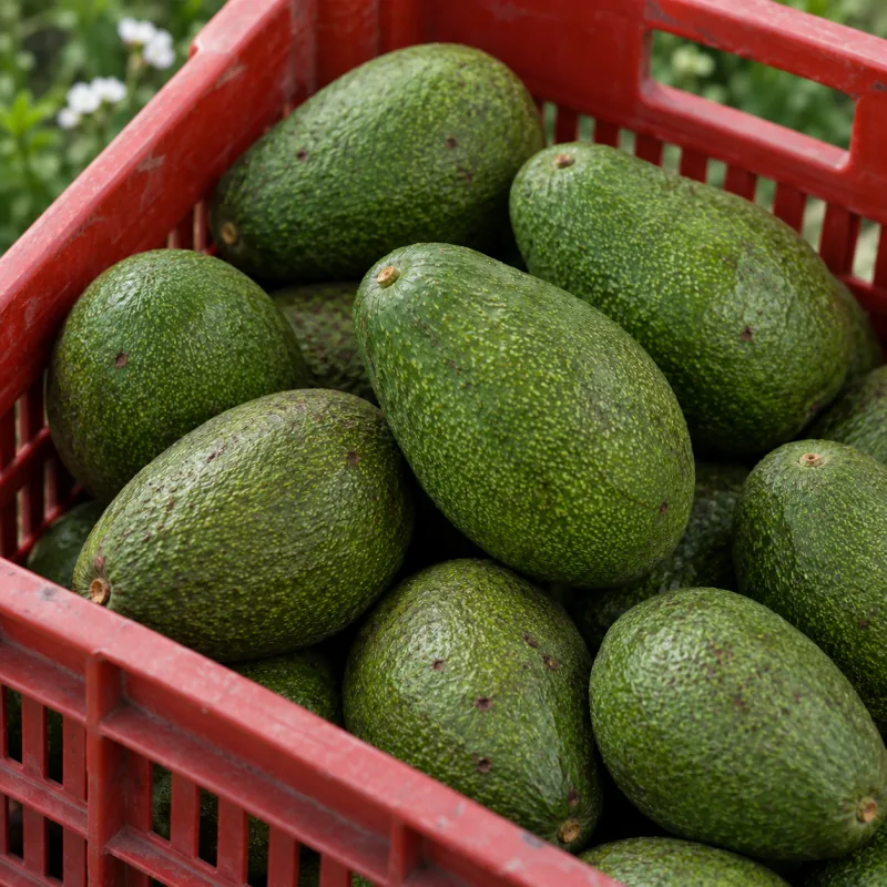Aguacate Fuerte