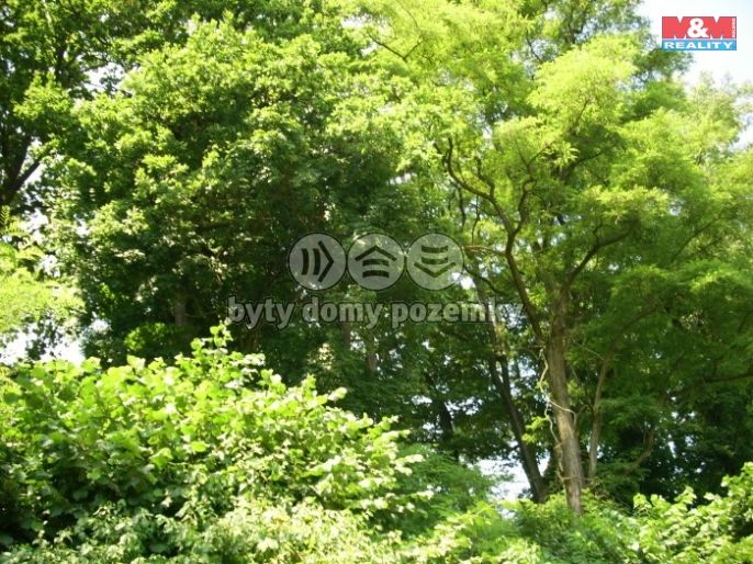 Prodej, Les, Vysoké Mýto