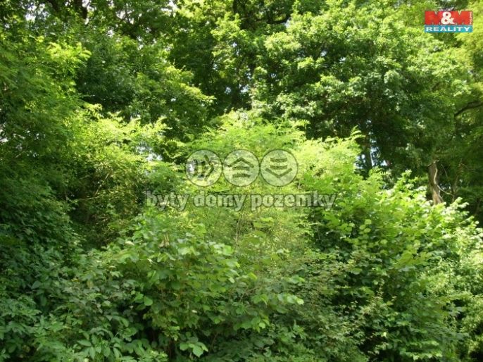 Prodej, Les, Vysoké Mýto