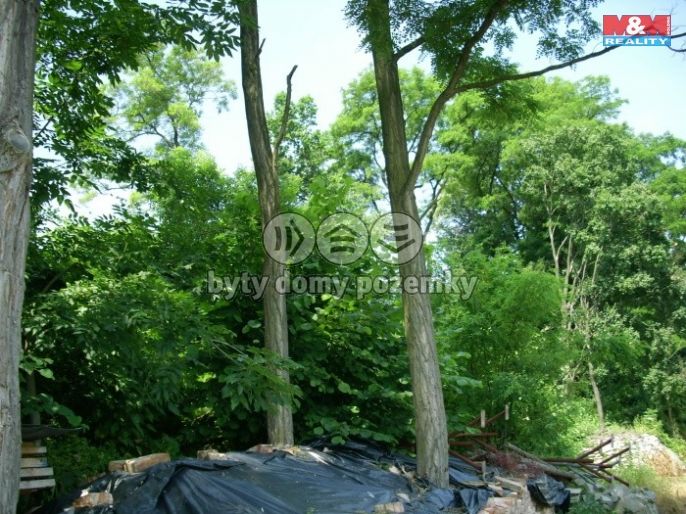 Prodej, Les, Vysoké Mýto