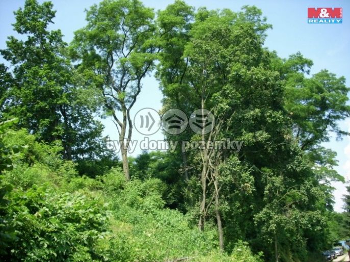 Prodej, Les, Vysoké Mýto