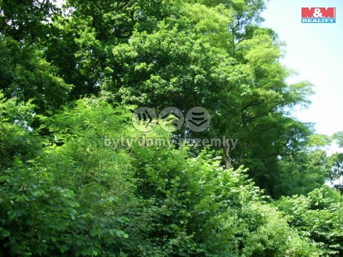 Prodej, Les, Vysoké Mýto