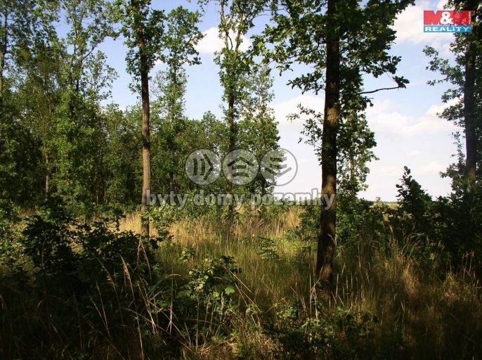 Prodej, Les, Černíkovice