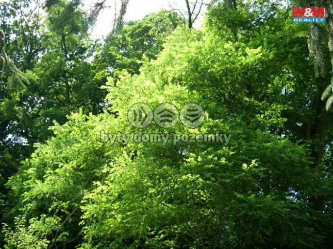 Prodej, Les, Vysoké Mýto