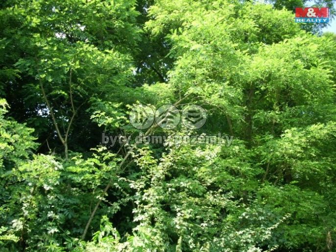 Prodej, Les, Vysoké Mýto