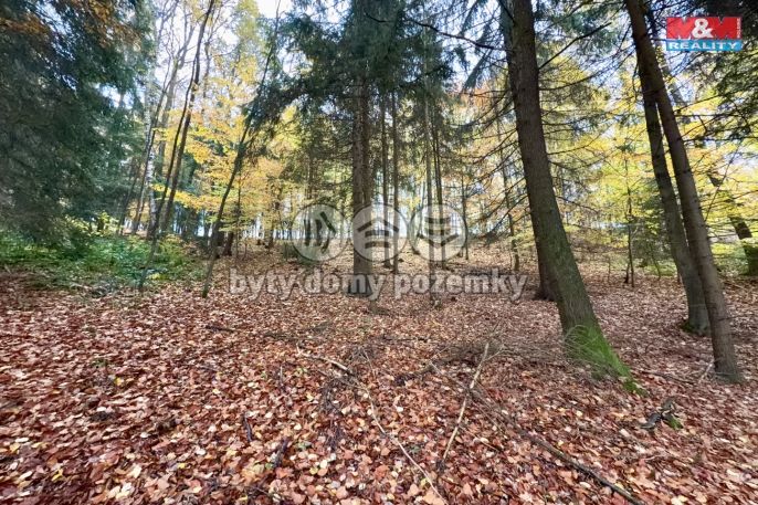 Prodej, Les, Jestřebí