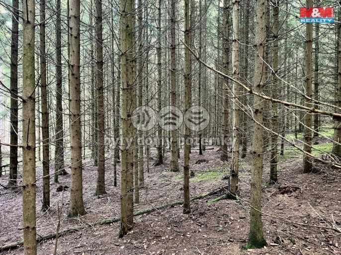 Prodej, Les, Borovnice