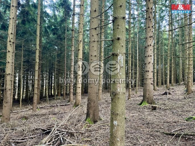 Prodej, Les, Borovnice