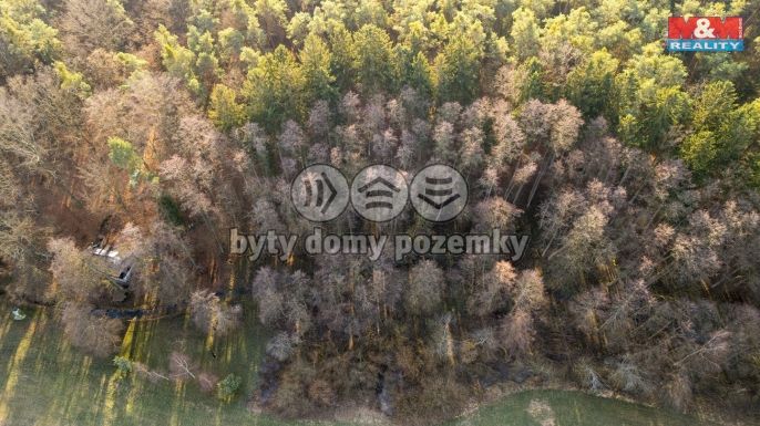 Prodej, Les, Týniště nad Orlicí