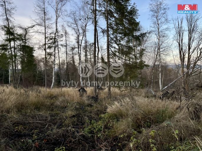 Prodej, Les, Borovnice