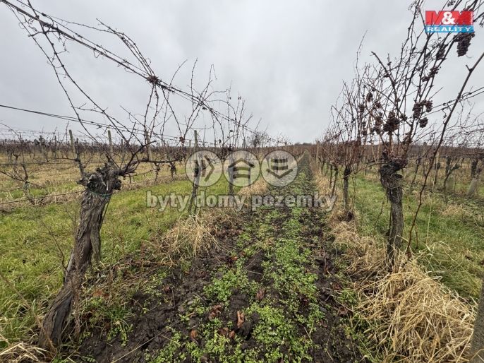 Prodej, Vinice, Dolní Dunajovice