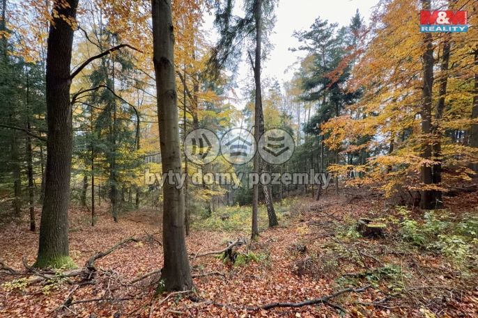 Prodej, Les, Jestřebí