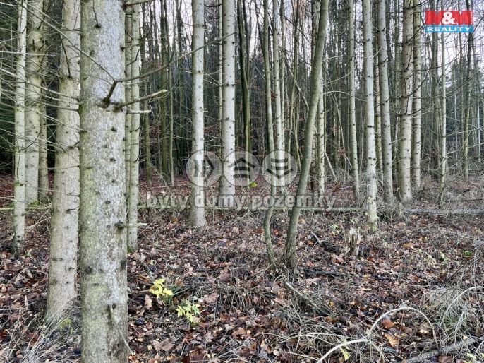 Prodej, Les, Borovnice