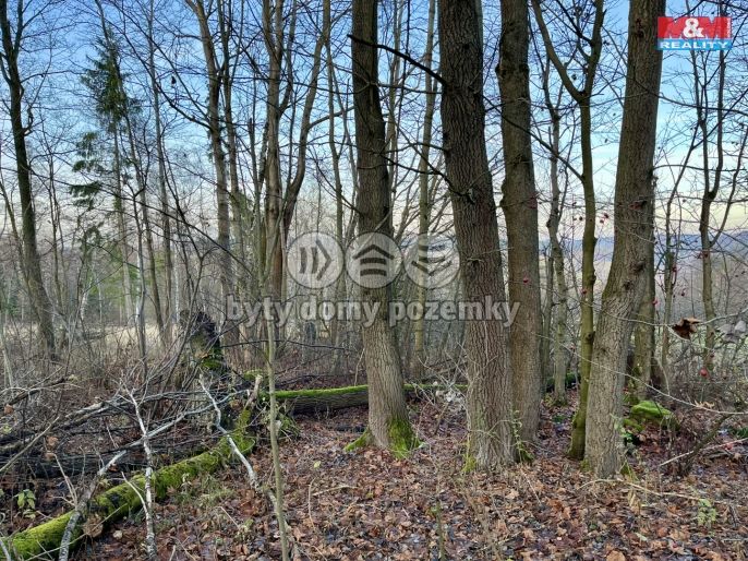 Prodej, Les, Borovnice