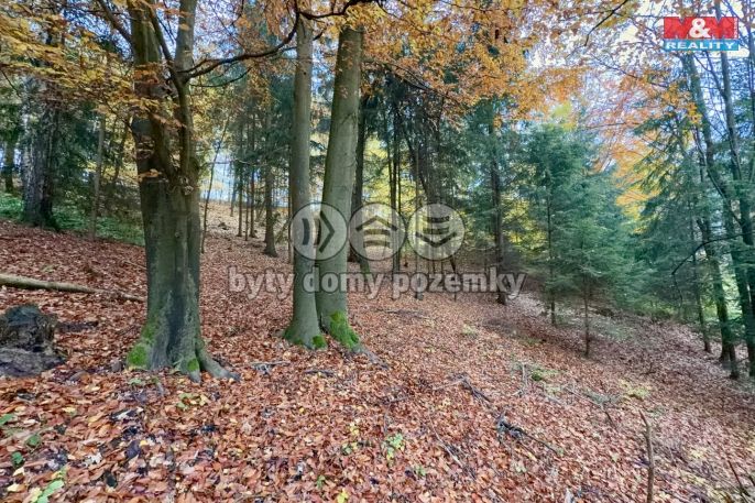 Prodej, Les, Jestřebí