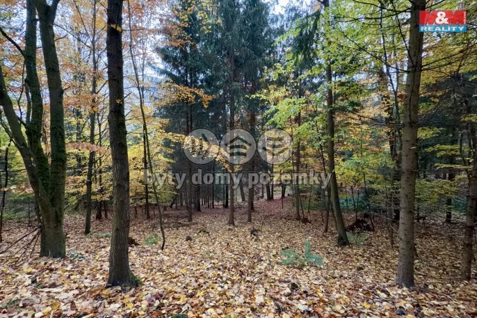 Prodej, Les, Jestřebí