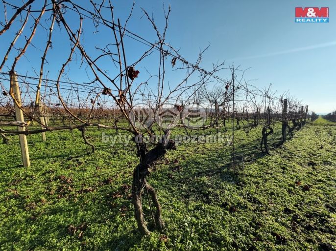 Prodej, Vinice, Velké Bílovice