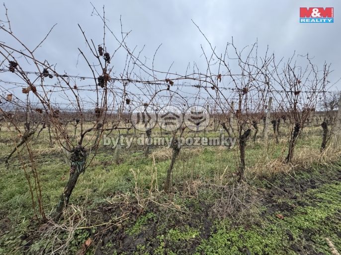 Prodej, Vinice, Dolní Dunajovice