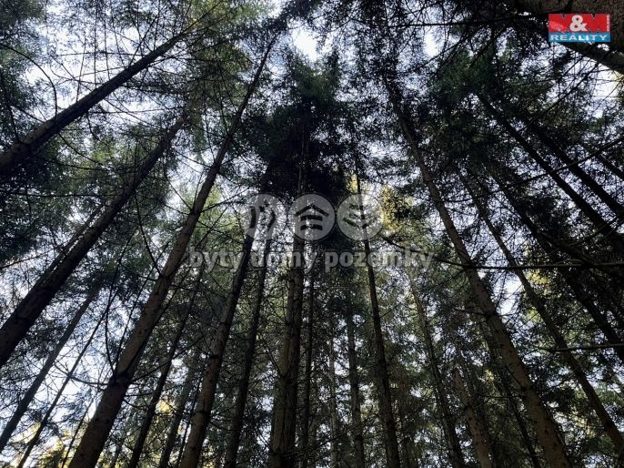 Prodej, Les, Borovnice
