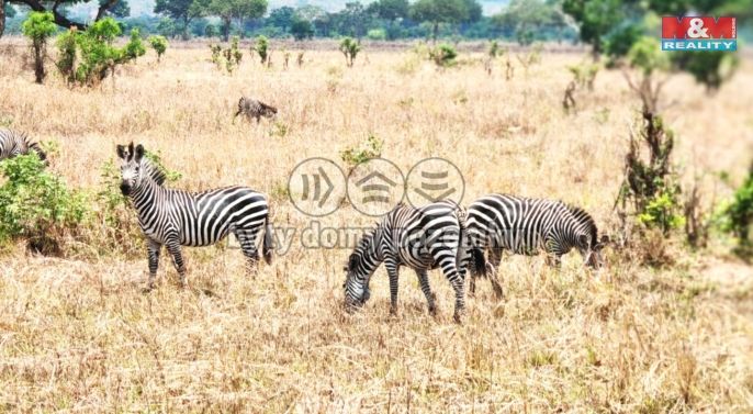 Prodej, Rodinný dům, Ostrov