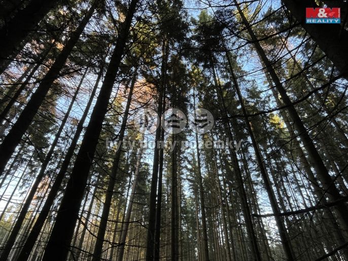Prodej, Les, Borovnice