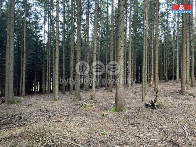 Prodej, Les, Borovnice