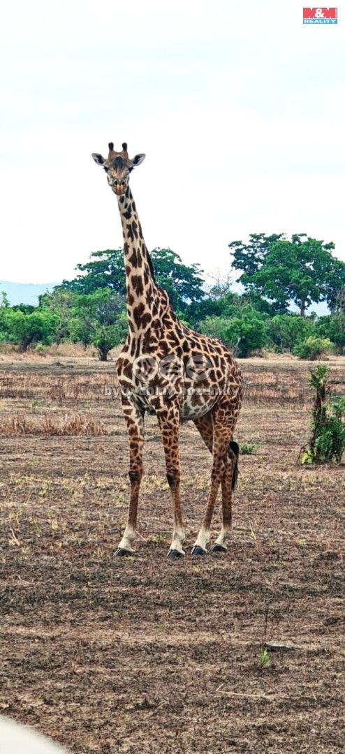 Prodej, Rodinný dům, Ostrov