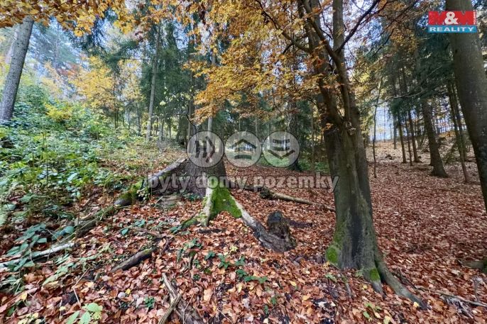 Prodej, Les, Jestřebí