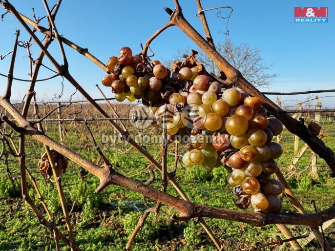 Prodej, Vinice, Velké Bílovice